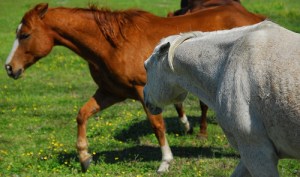 3427599467_cbcc2789c9