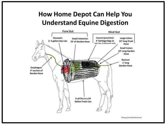 HappyHorseHealthyPlanet_Horse Digestive Tract