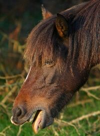 milbourneequine.co.uk