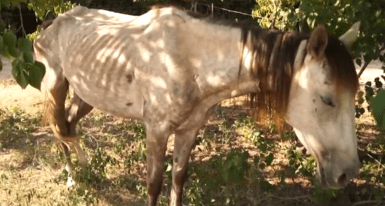 HappyHorseHealthyPlanet_BCS_1