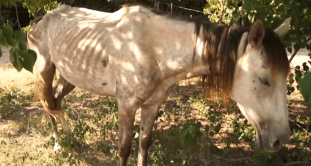 HappyHorseHealthyPlanet_BCS_1