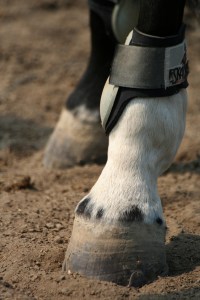 HappyHorseHealthyPlanet_Hoof