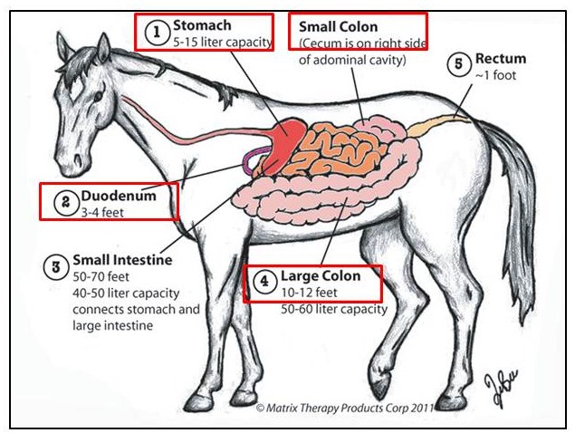 Equine Nutrition Nerd_Ulcer Location
