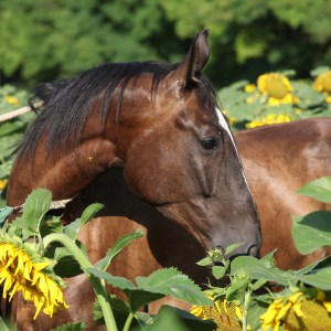 Beautiful horse in sunflowers