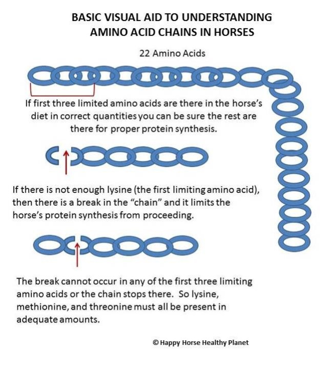 Happy Horse Healthy Planet.com._Amino Acid Chains2