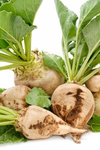Sugar beet