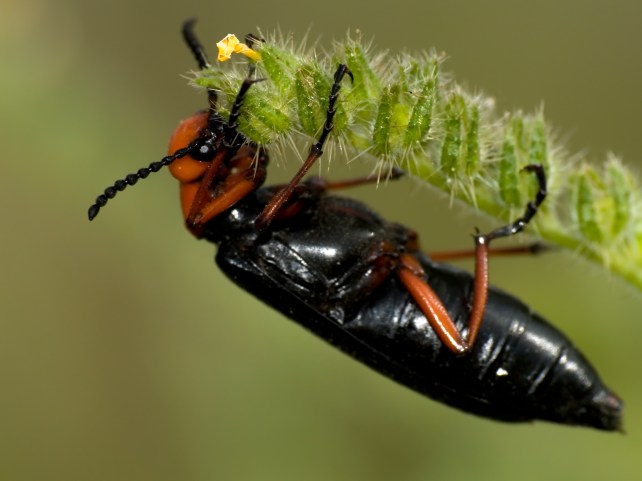 HappyHorseHealthyPlanet_BlisterBeetle