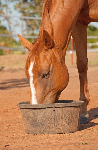 Chestnut horse with a blaze eating his dinner in a black rubber feeder