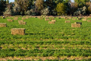 HappyHorseHealthyPlanet_Hay Bales