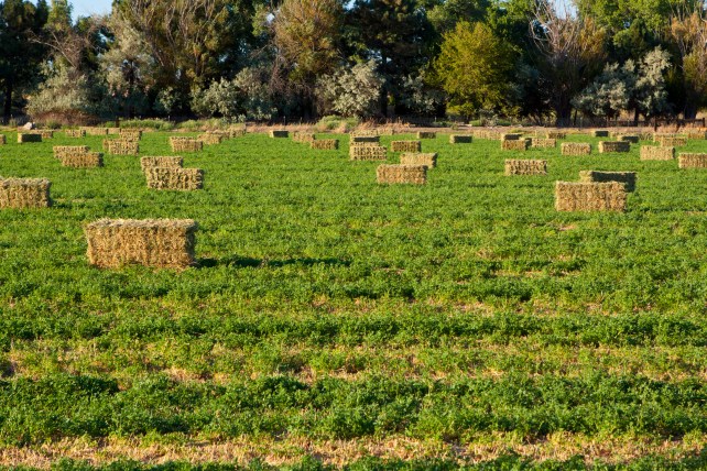 HappyHorseHealthyPlanet_Hay Bales