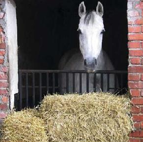Horse_Hay