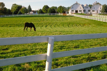Horse_in_pasture_web