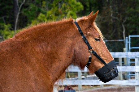 HappyHorseHealthyPlanet_grazingmuzzle