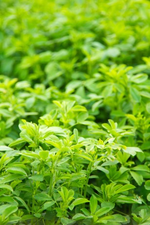 Lucerne (alfalfa)