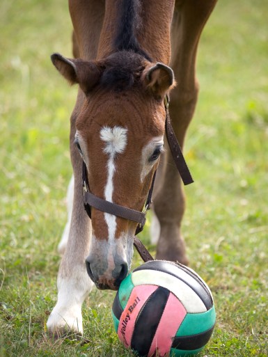 Foal with ball