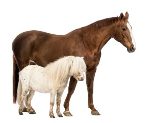 Equine Nutrition Nerd_Horse and Shetland standing next to each other in front of white background