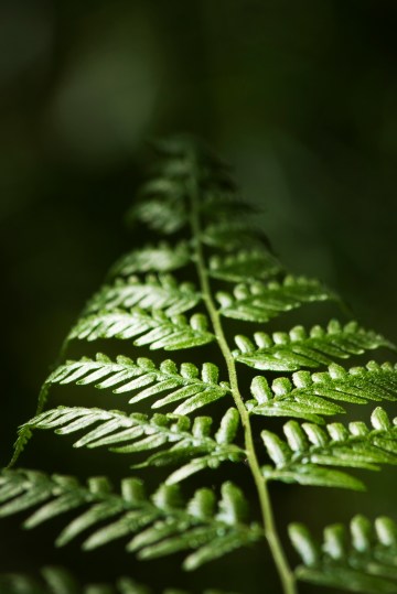 Bracken Fern