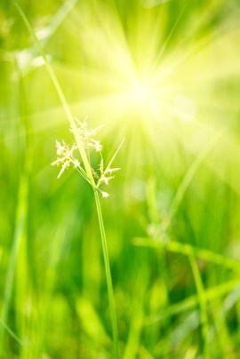 Green grass - shallow depth of field