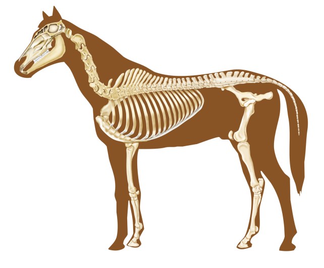 horse skeleton section