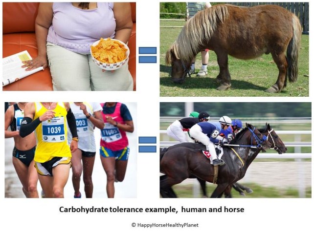 HappyHorseHealthyPlanet.Carb Tolerance