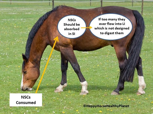 HappyHorseHealthyPlanet_NSC_1