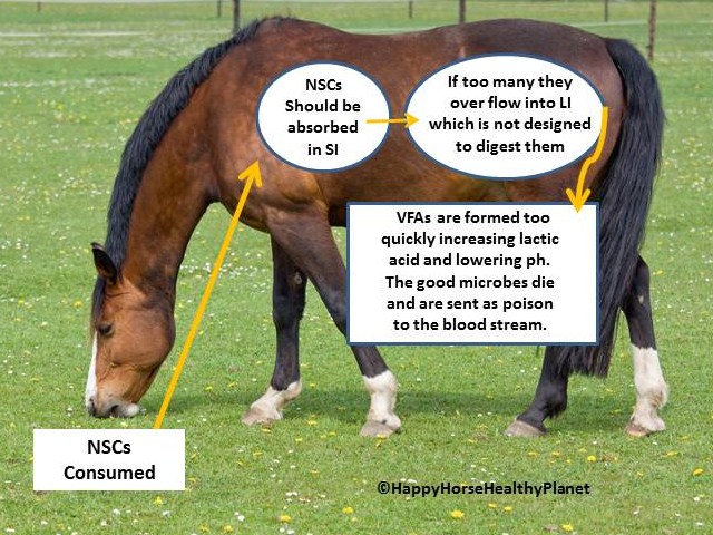 HappyHorseHealthyPlanet_NSC_Two