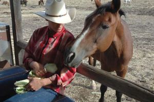 HappyHorseHealthyPlanet_Corn2