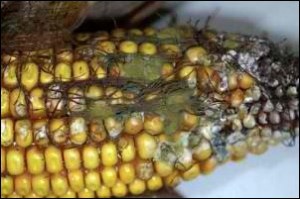 HappyHorseHealthyPlanet_aflatoxin-in-corn
