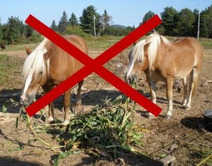 Happy Horse Healthy Planet_Draft_Corn