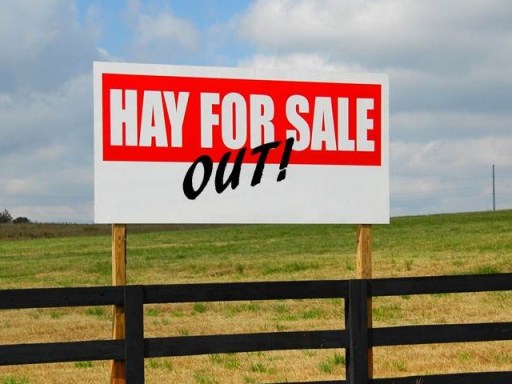 HappyHorseHealthyPlanet._Out of Hay