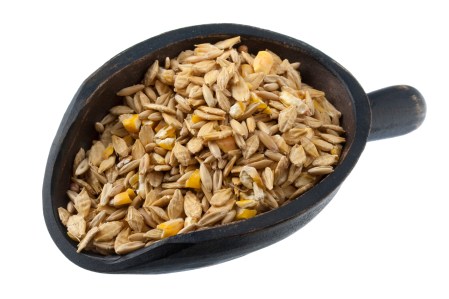 scoop of grain horse feed