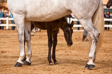 HappyHorseHealthyPlanet_Mother horse and nursing baby