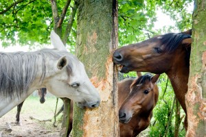 HappyHorseHealthyPlanet_WoodChewing