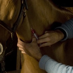 HappyHorseHealthyPlanet_Blood Test