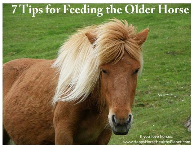 Older horse