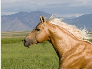 HappyHorseHealthyPlanet_Palomino head
