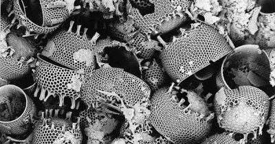 Diatomaceous-Earth-Diatoms-Progessive Gardens