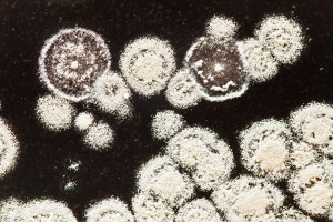 macro of mold