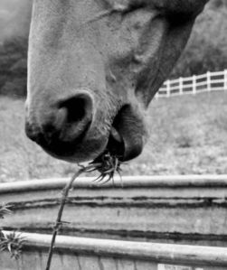 Horse Eating Milk Thistle