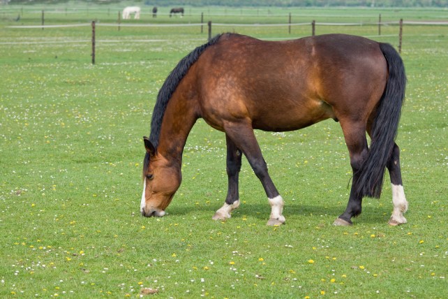 Brown horse on pasture