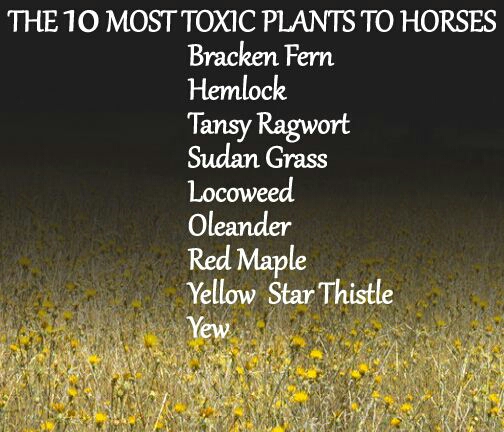 EquineNutritionNerd_Toxic_Plants