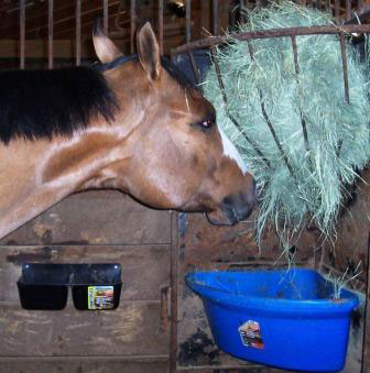 Equine Nutrition Nerd_extension