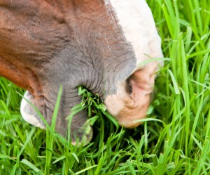 Closeup of a horse mouth eating grass