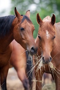 Happy Horse Healthy Planet _Horse_Hay