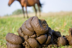 Horse feces