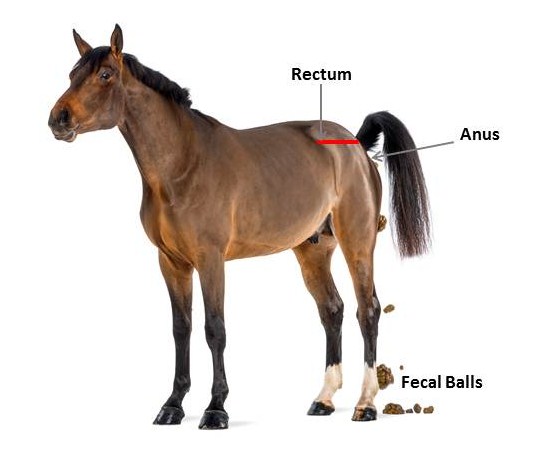 HappyHorseHealthyPlanet_ENN2