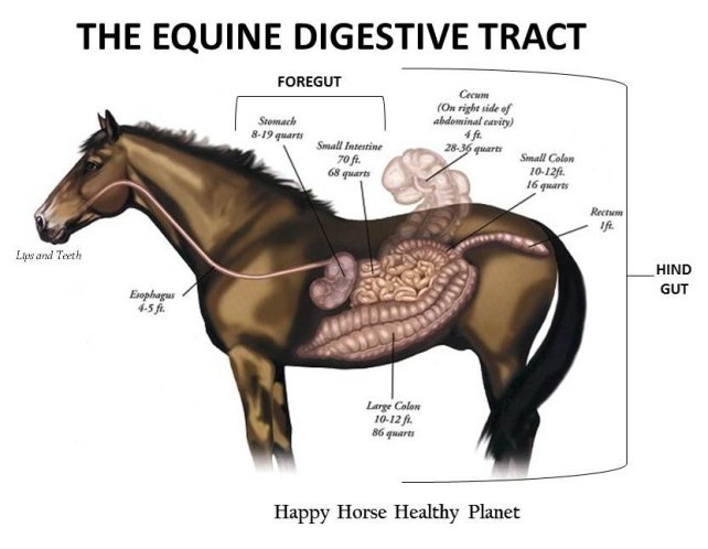 HappyHorseHealthyPlanet_The Equine Digestive Tract