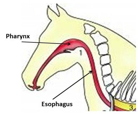 THE EQUINE NUTRITION NERD_GIT