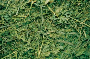 Happy Horse Healthy Planet.Hay Tips. Color