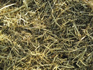 Triple-Crown-Nutrition-Alfalfa-Forage-Image
